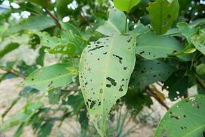 lots of holes in the green leaves caused by caterpillars eating them photo