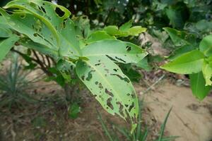 lots of holes in the green leaves caused by caterpillars eating them photo