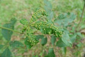 selective focus on Nodules on leaves or leaf galls are generally the result of insects or other foreign organisms such as bacteria, fungi, mites, nematodes, and even viruses photo