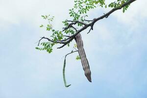 Selectively focus on the MORINGA OLEIFERA fruit hanging on the tree photo