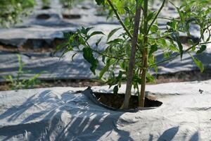 plastic mulch to cover the soil and protect plants from weeds so that plants can thrive photo