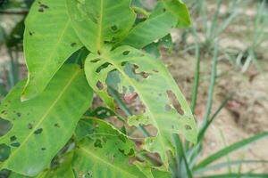 lots of holes in the green leaves caused by caterpillars eating them photo