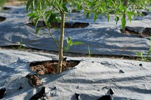 plastic mulch to cover the soil and protect plants from weeds so that plants can thrive photo