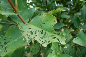 lots of holes in the green leaves caused by caterpillars eating them photo