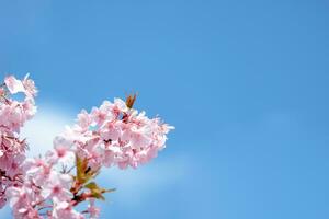 hermosas flores de cerezo rosa sakura con refrescante en la mañana sobre fondo de cielo azul en Japón foto