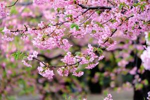Beautiful cherry blossom sakura of spring season parks in Japan photo