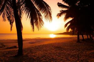 Beautiful sunset tropical beach with palm tree and pink sky for travel and vacation in holiday relax time photo