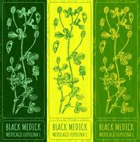 Vector drawings BLACK MEDICK . Hand drawn illustration. Latin name MEDICAGO LUPULINA  L.