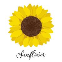 Botanical flower illustration, wild meadow sunflower highlighted on a white background vector