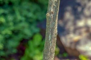 Ginkgo tree or Ginkgo biloba or ginkgo with bright green new leaves. photo