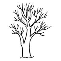 Hand drawn tree without leaves isolated on white background. Vector illustration in doodle style. For printing on fabric, postcards, web, coloring book.
