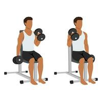 Man doing seated dumbbell bicep hammer curls exercise. vector