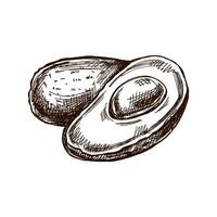 Hand-drawn avocados sketch. Vintage drawing of ripe avocado and avocado half. Vector black ink outline food sketch illustration. Mexican food, cuisine. An illustration for the menu. Latin America.