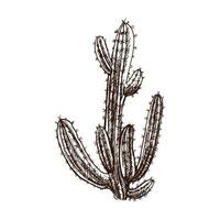 Hand-drawn vector sketch of cactus. Isolated element for design. Vintage illustration. Element for the design of labels. Monochrome drawing. The nature of Mexico. Latin America.