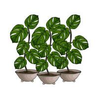 plant in pot illustration vector