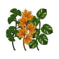 leaf green with maple leaf illustration vector