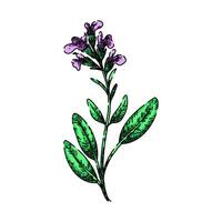 leaf sage sketch hand drawn vector