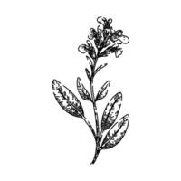 leaf sage sketch hand drawn vector