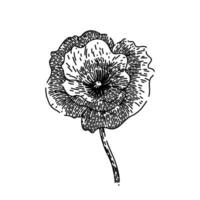 remembrance poppy sketch hand drawn vector