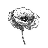 nature poppy sketch hand drawn vector