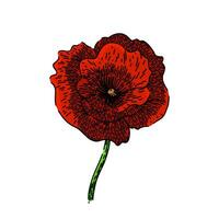 remembrance poppy sketch hand drawn vector