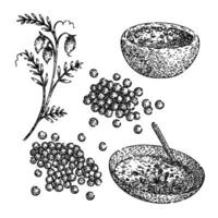 lentils set sketch hand drawn vector