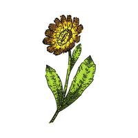 herb calendula sketch hand drawn vector