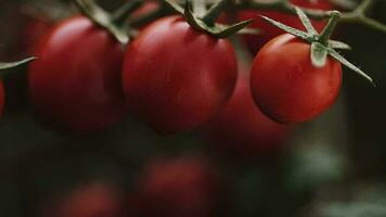 Cereza Tomates en el vegetal jardín video
