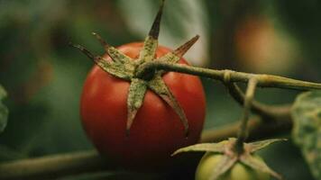 körsbär tomater i de vegetabiliska trädgård video