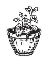 Potted plant outline doodle. Sketch of gardening attribute. Vector illustration in engraving style isolated on white.