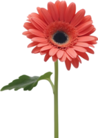 AI generated clipart  floral red png