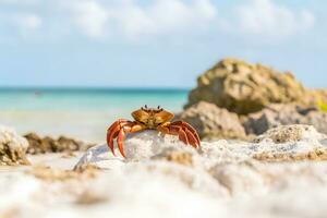 AI generated close-up of a crab without claw on the seashore in the morning. Neural network AI generated photo