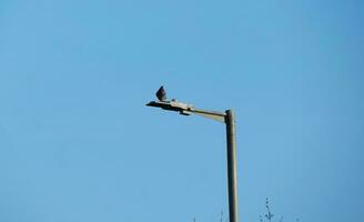 Very Cute Pigeons at Local Public Park of England photo