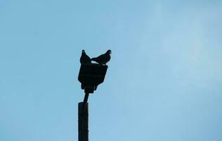 Very Cute Pigeons at Local Public Park of England photo