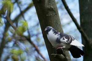 Very Cute Pigeons at Local Public Park of England photo