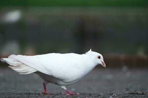 Very Cute Pigeons at Local Public Park of England photo