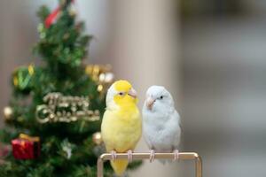 Tiny parrot parakeet white and white Forpus bird Pacific Parrotlet rest on branch near chrismas tree photo