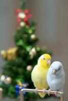 Tiny parrot parakeet white and white Forpus bird Pacific Parrotlet rest on branch near chrismas tree photo