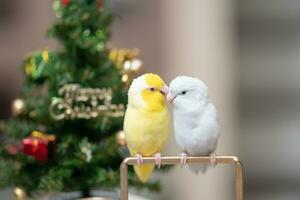 Tiny parrot parakeet white and white Forpus bird Pacific Parrotlet rest on branch near chrismas tree photo