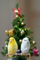 Tiny parrot parakeet white and white Forpus bird Pacific Parrotlet rest on branch near chrismas tree photo