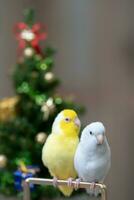 Tiny parrot parakeet white and white Forpus bird Pacific Parrotlet rest on branch near chrismas tree photo