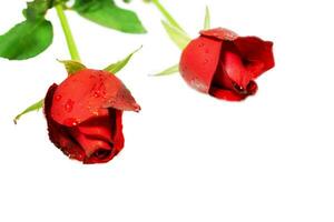 de cerca joven rojo británico rosas con Rocío gotas aislar en blanco y Copiar espacio antecedentes. foto
