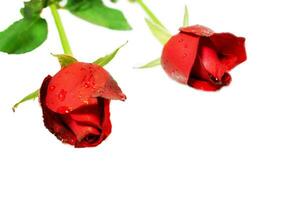 Closeup young red British roses with dew drops isolate on white  and copy space background. photo