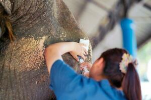 Closeup back view of veterinarian is using saline in a syringe to wash out the inflamed eyes of a sick elephant in the elephant hospital. photo