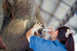 Closeup veterinarian is using saline in a syringe to wash out the inflamed eyes of a sick elephant in the elephant hospital. photo