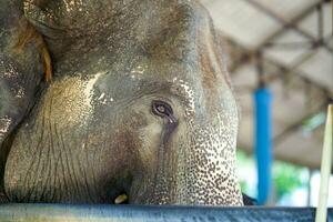 Closeup and crop sick elephant suffering from inflammatory eye disease waiting for treatment in elephant hospital photo