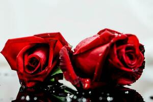 Closeup and front view young red British roses with dew drops and reflection shadow on lights gray background. photo