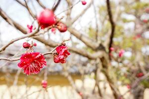 Closeup beautiful and red Plum blossom blooming on tree brunch and blurry background. photo