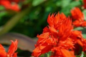 Fresh Rosella on blurry green leaves background in the garden. photo