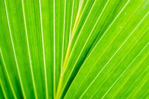 Closeup and crop of green palm leaf  texture and background. photo